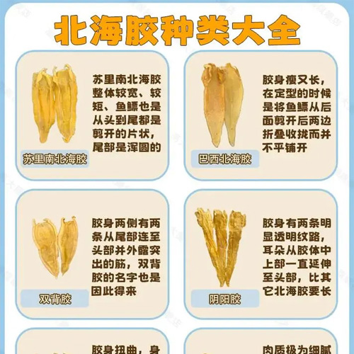 一图看懂北海胶种类大全，各种北海鱼胶产地和价格