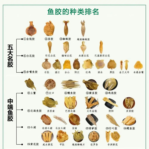 鱼胶等级排名分类图 一图看懂鱼胶等级划分