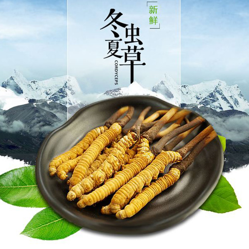 新鲜冬虫夏草0.6-0.7g/条，正宗新鲜虫草5条/袋真空包装冷鲜配送