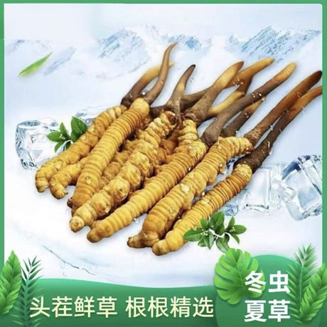 一德路市场新鲜虫草上市 2025年新鲜虫草批发价格发布