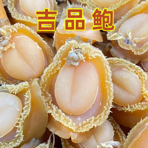 精选大连吉品鲍10头15头20头规格 粒粒金黄厚实饱满味道鲜美
